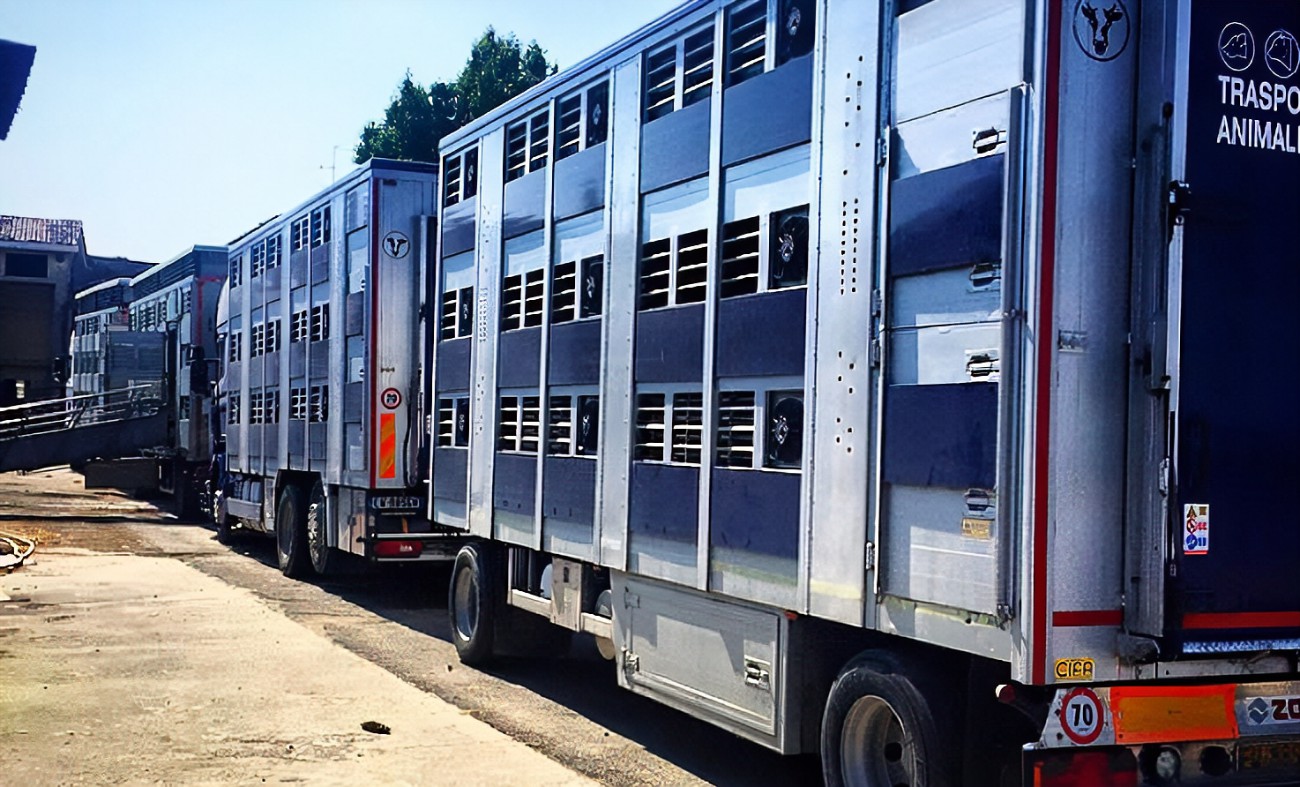 Corso “La protezione degli animali durante il trasporto”